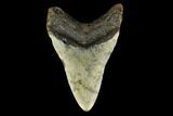 Bargain, 3.98" Fossil Megalodon Tooth - North Carolina - #131575-2